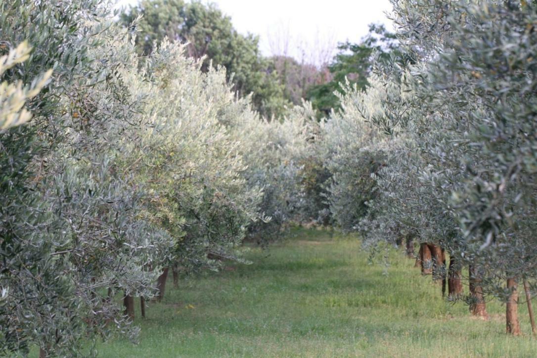 Premantura Olive Garden Villa Exteriör bild