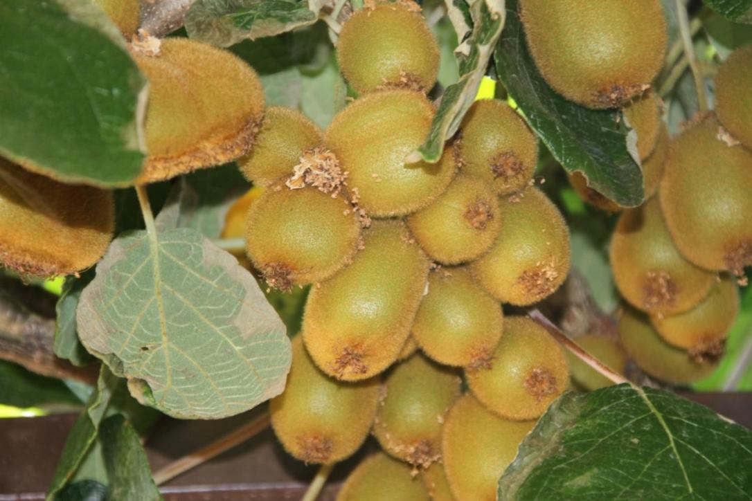 Premantura Olive Garden Villa Exteriör bild